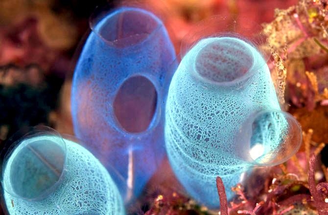 Sea Squirt Ocean Treasures Memorial Library